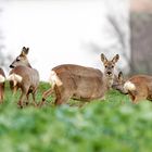 Rehe im Feld