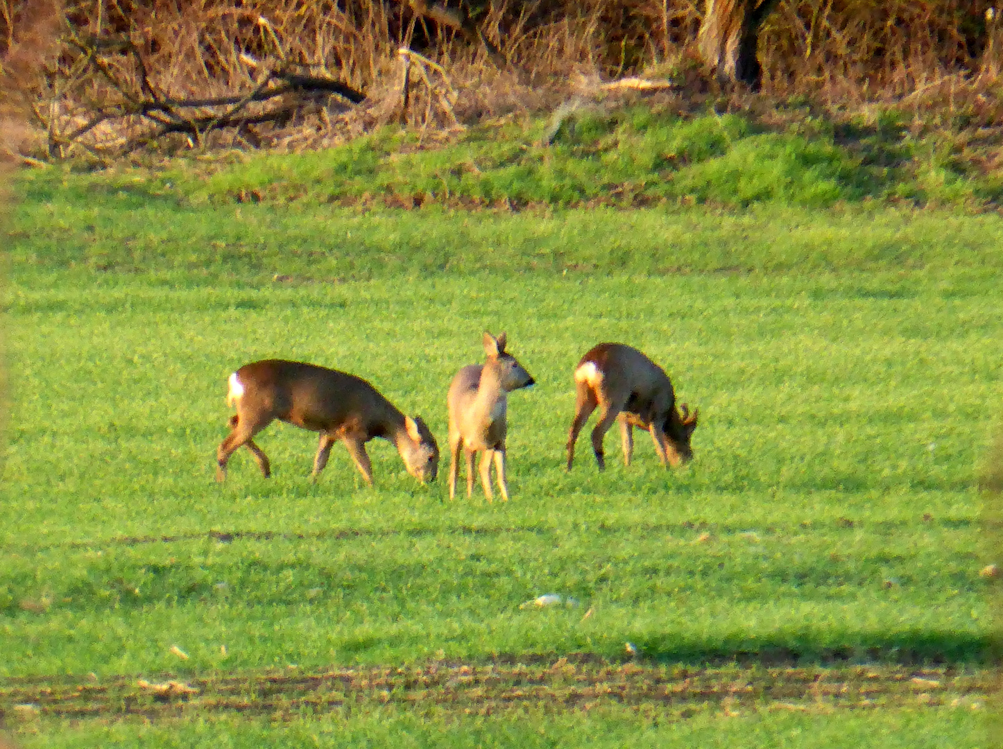 Rehe im Feld