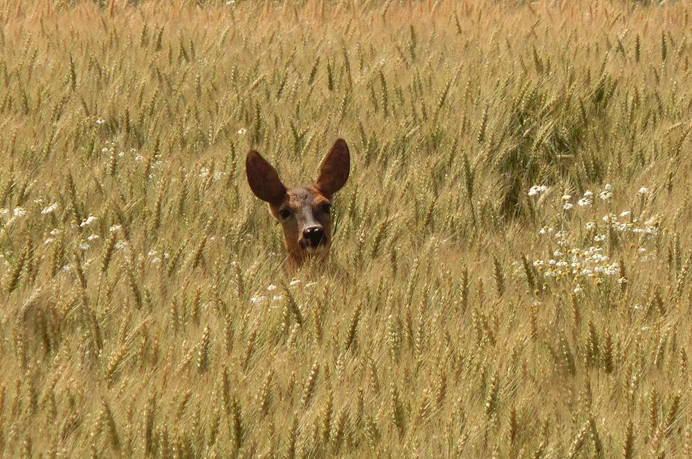 Rehe im Feld