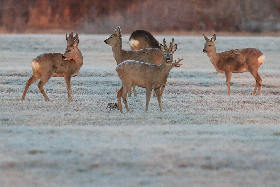 Rehe im frostigen Morgenrot