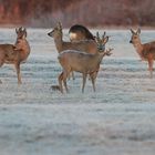 Rehe im frostigen Morgenrot