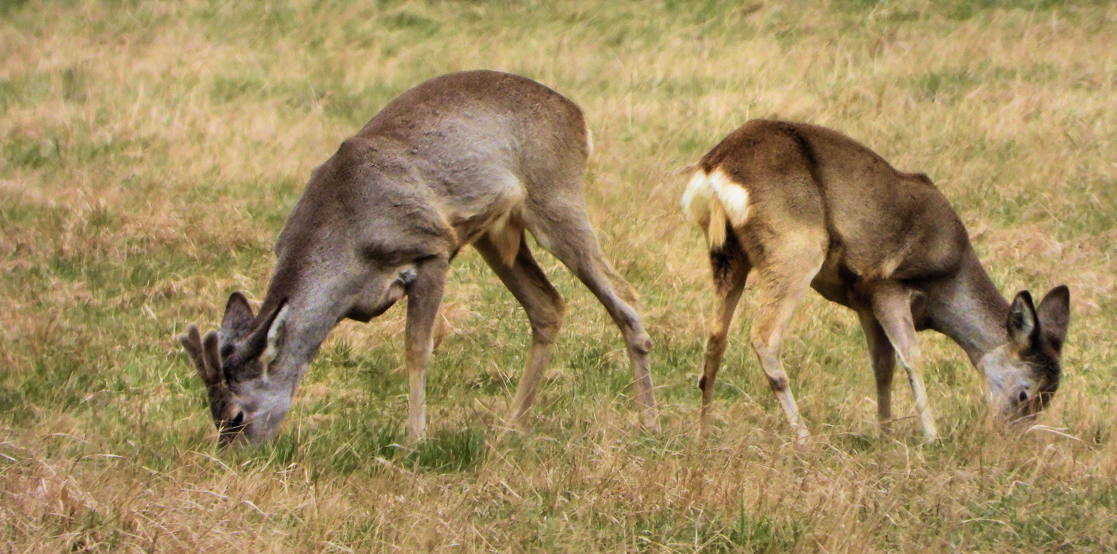 Rehe im Frühjahr (2)