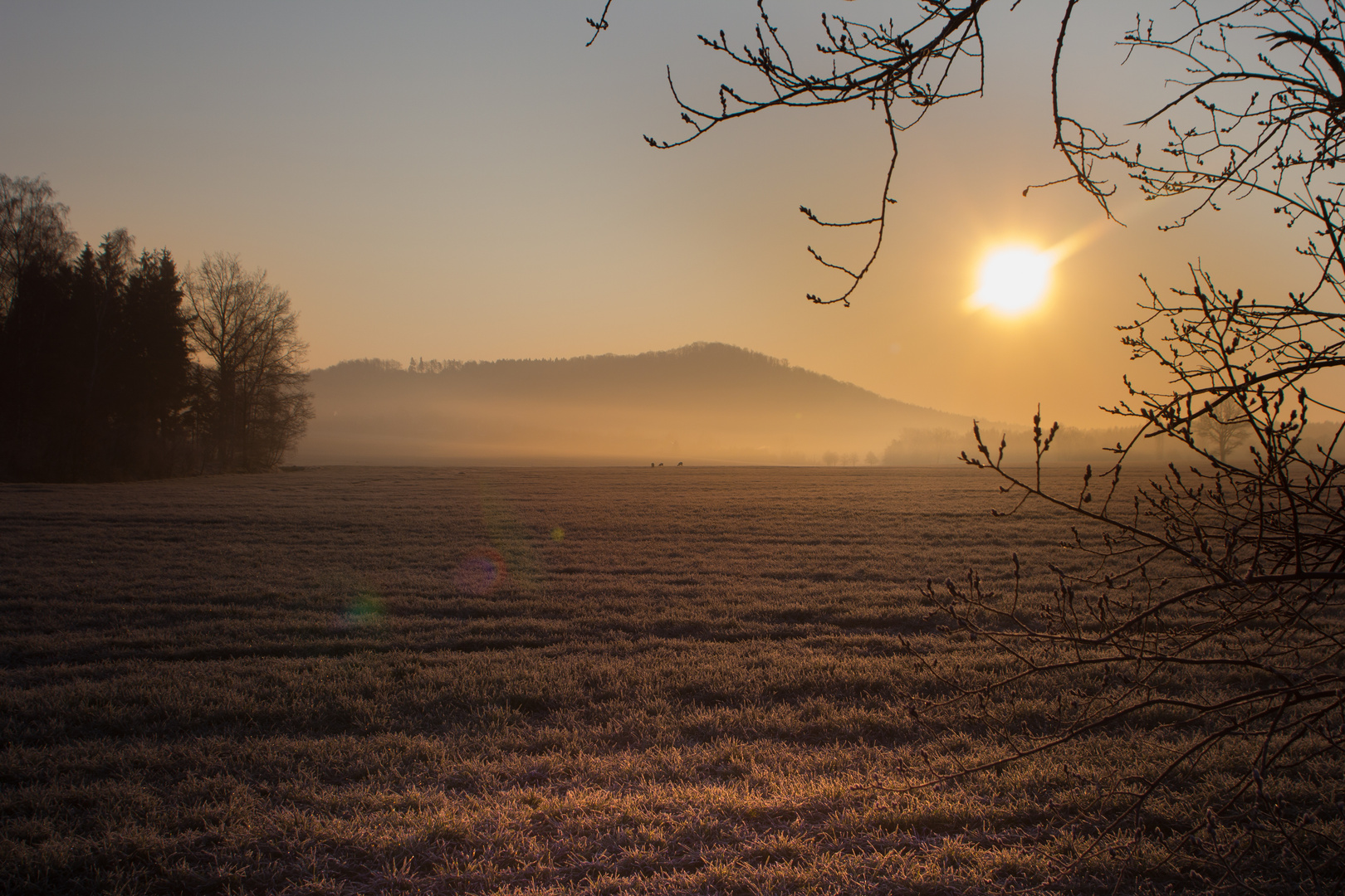 Rehe im Frühlingsrauhreif