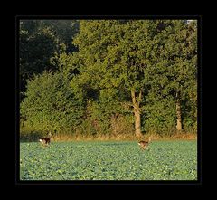 Rehe im Galopp