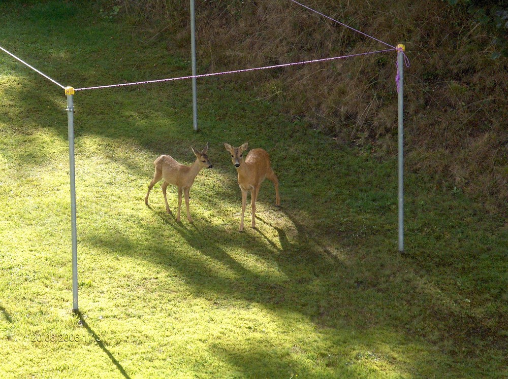 Rehe im Garten