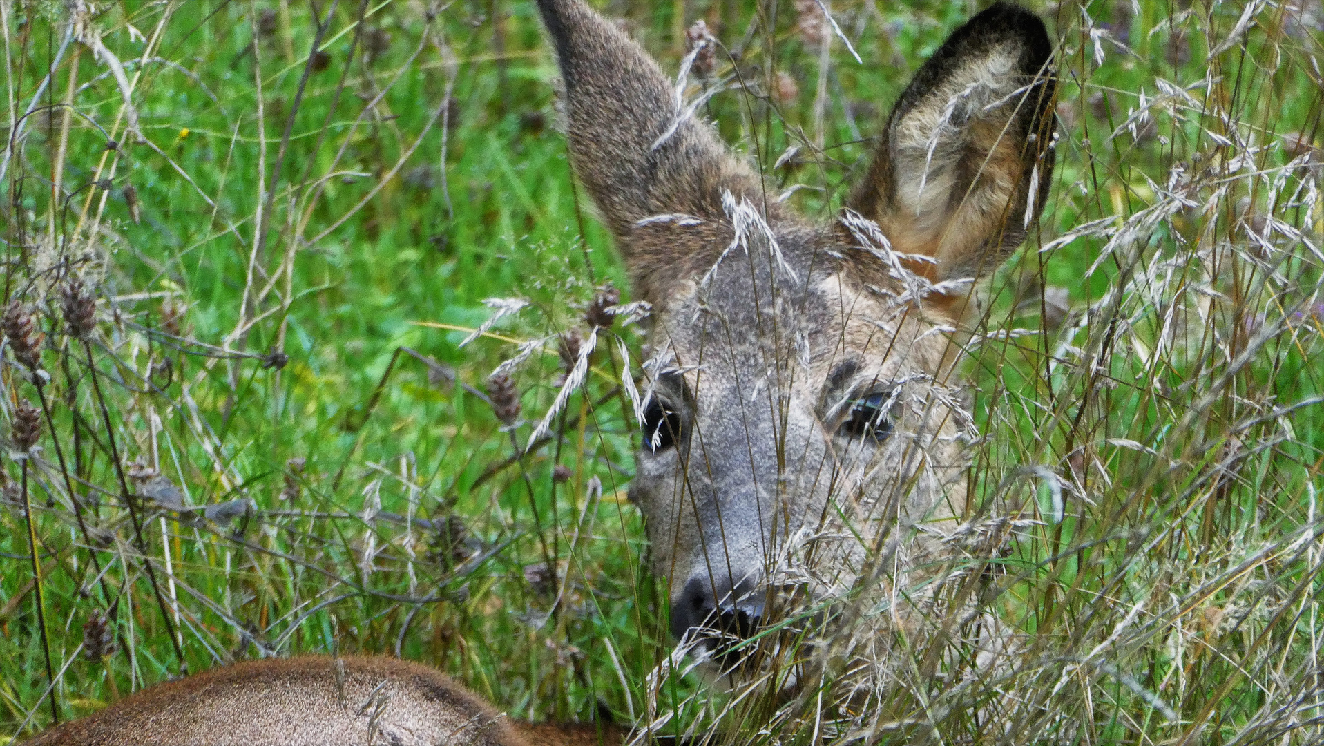 Rehe im Garten