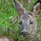 Rehe im Garten