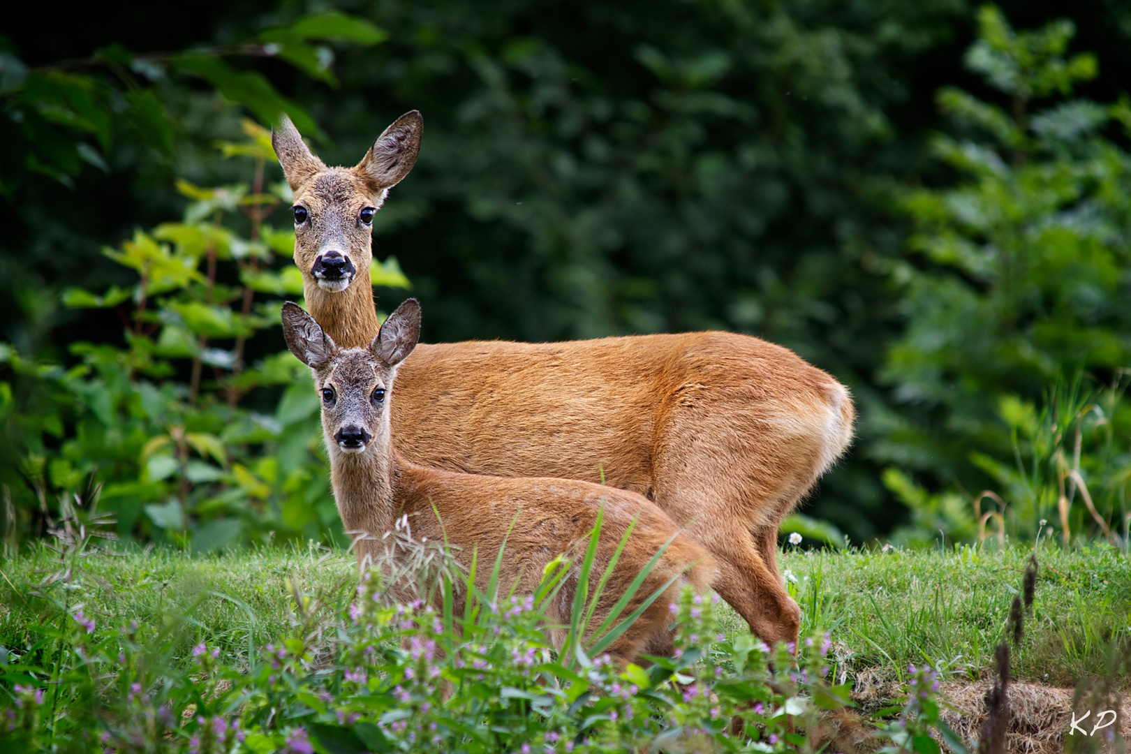 Rehe im Garten