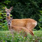 Rehe im Garten