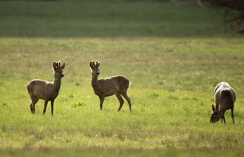 Rehe im Gegenlicht