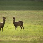 Rehe im Gegenlicht