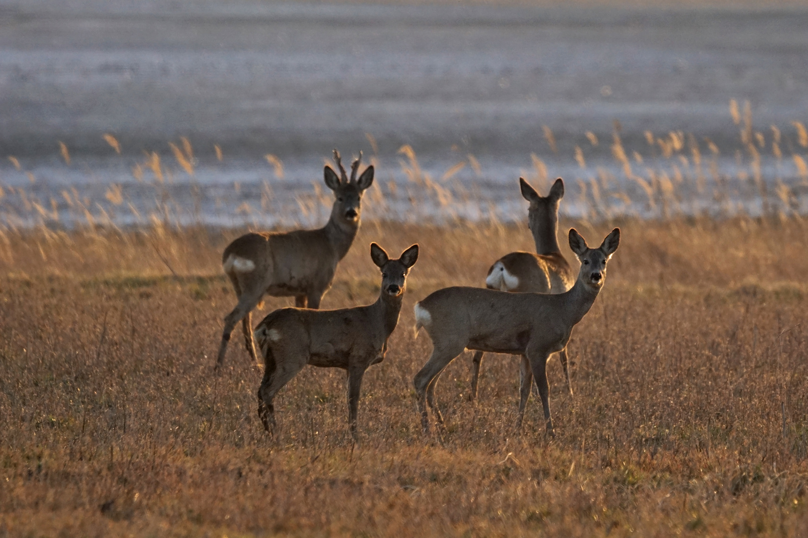 Rehe im Gegenlicht