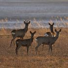 Rehe im Gegenlicht