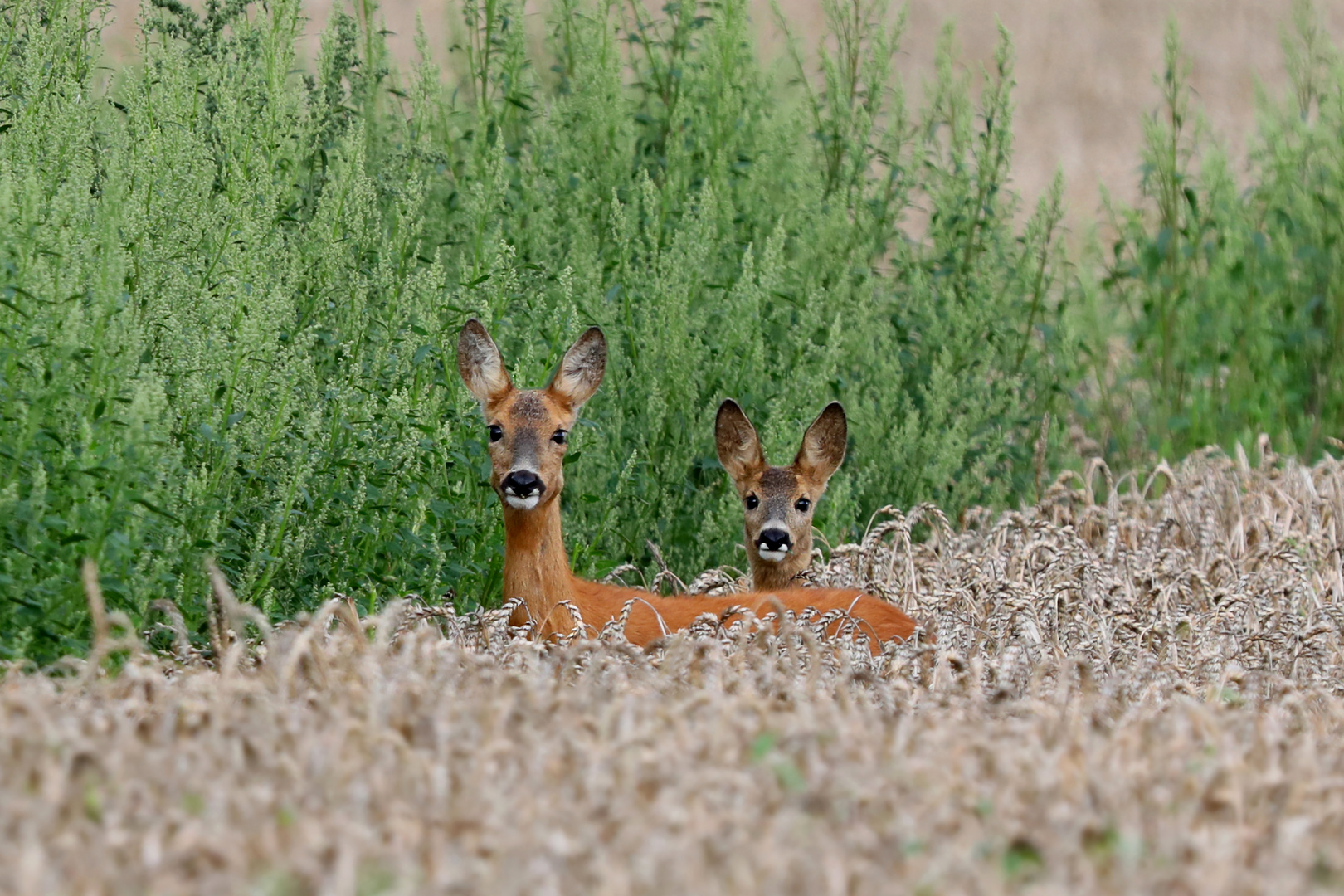 Rehe im Getreidefeld