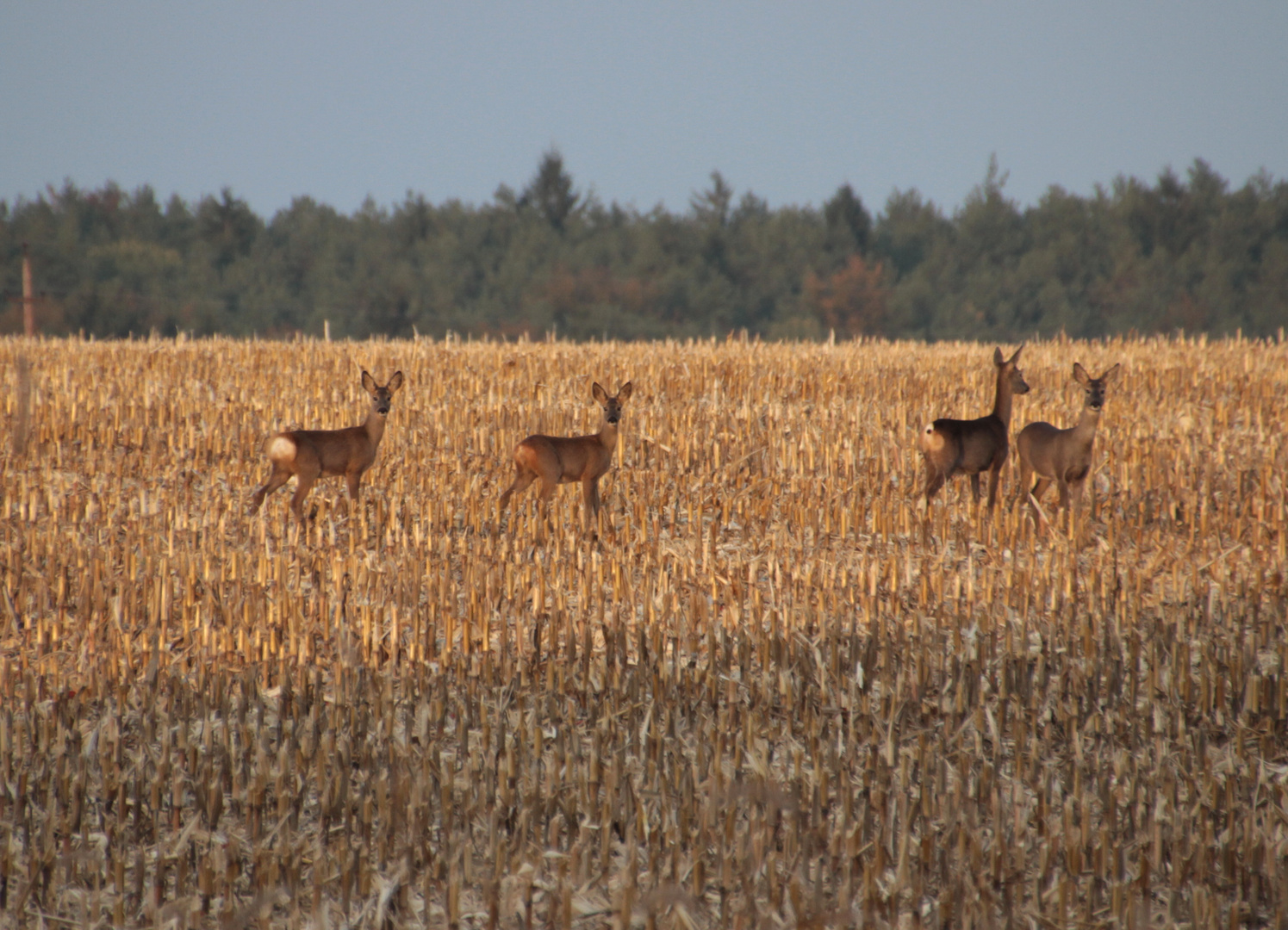 Rehe im Herbst