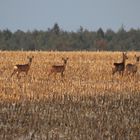 Rehe im Herbst