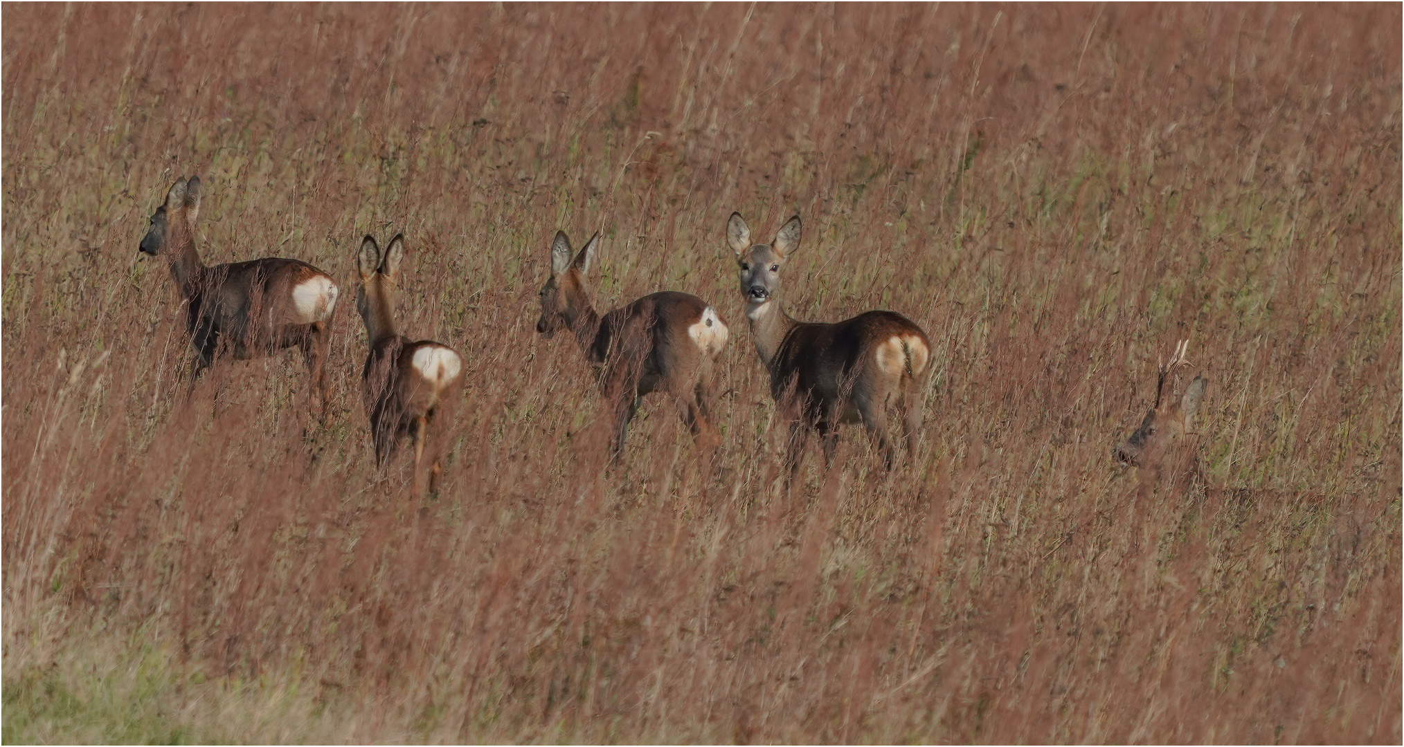 Rehe im Herbst