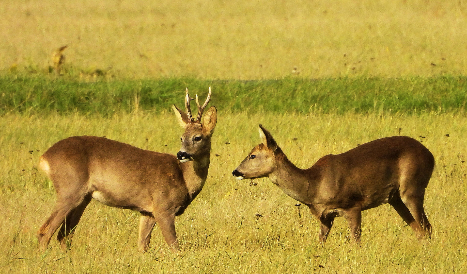 Rehe im Herbst