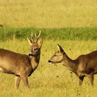 Rehe im Herbst