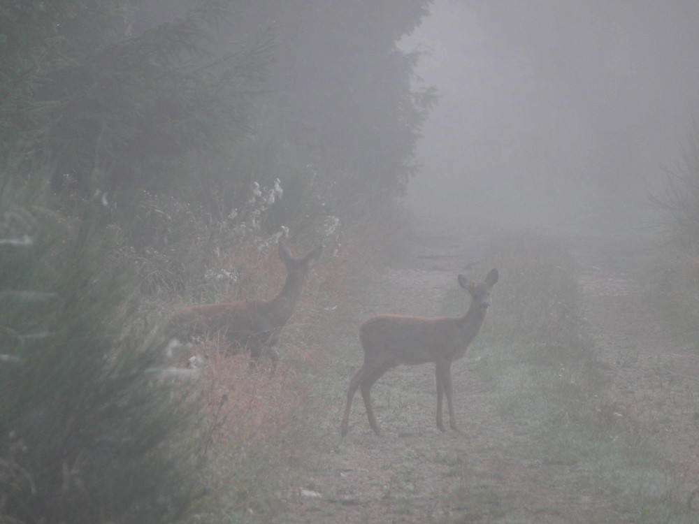 Rehe im Herbstnebel