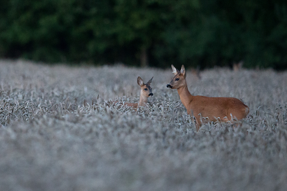 Rehe im Kornfeld