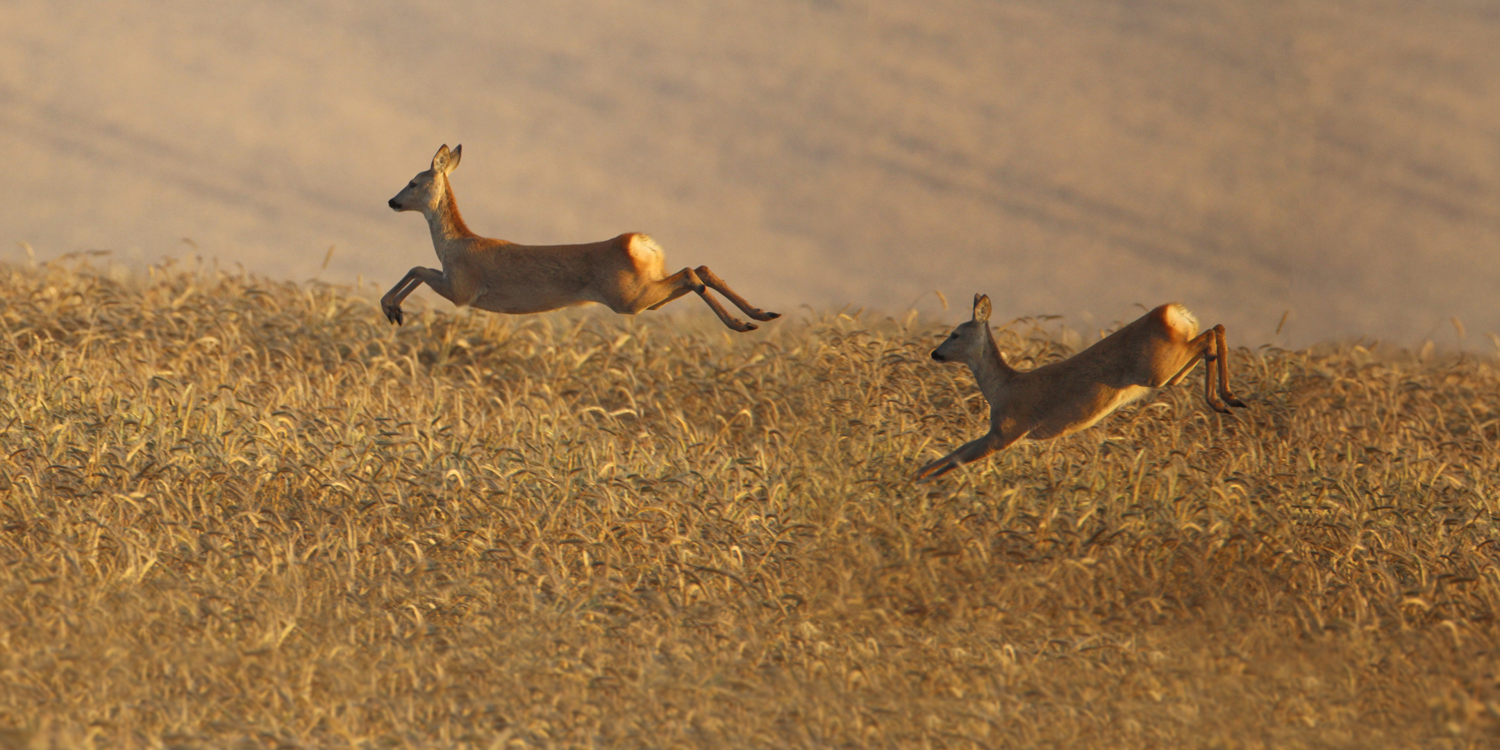 Rehe im Kornfeld