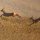 Rehe im Kornfeld