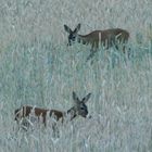 Rehe im Kornfeld