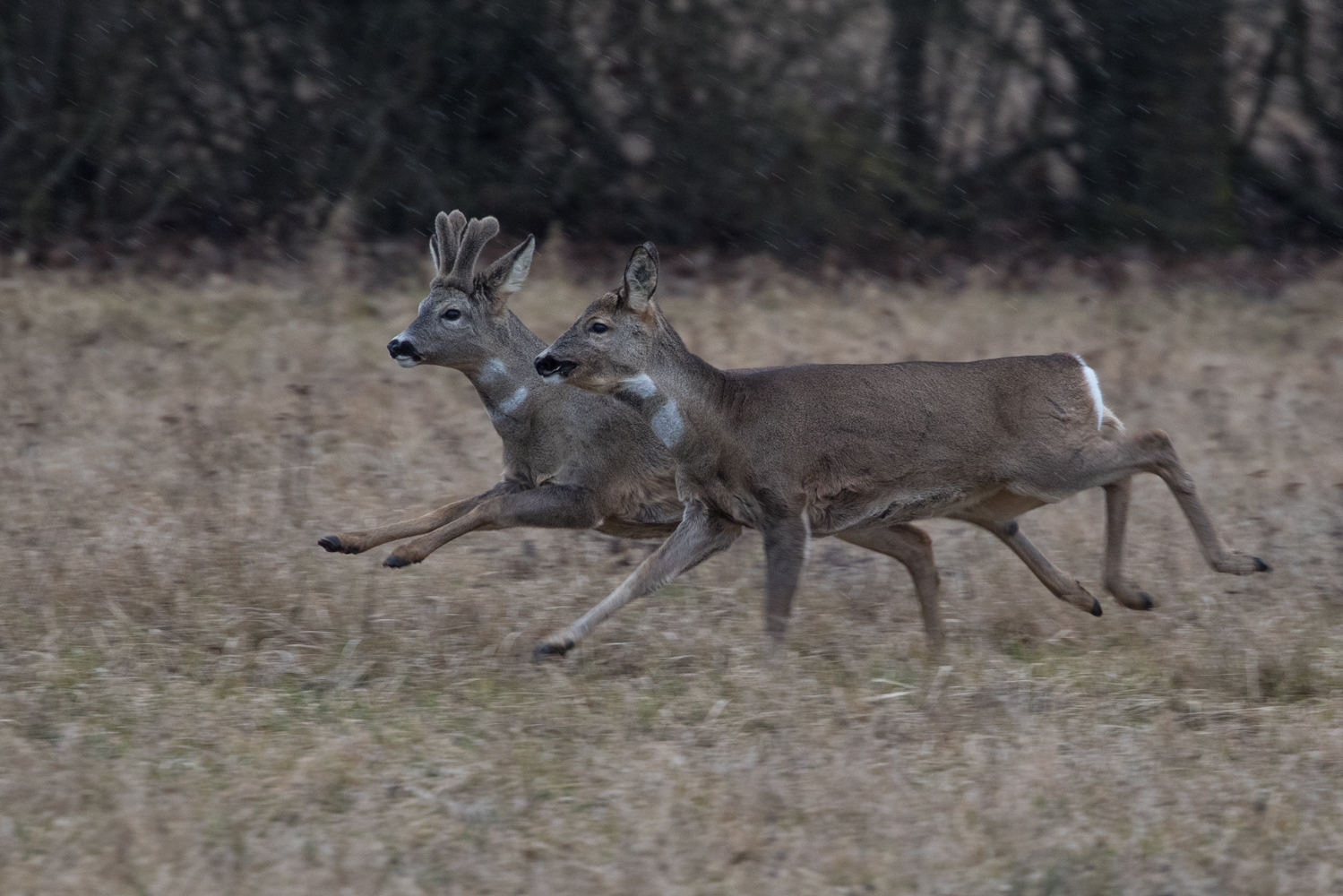 Rehe im Lauf