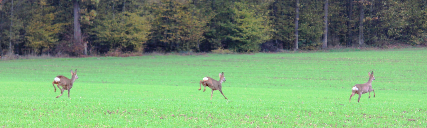 Rehe im Lauf