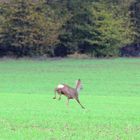 Rehe im Lauf