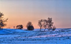 Rehe im letzten Licht des Tages.....