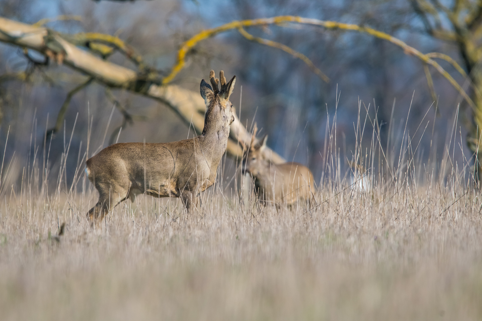 Rehe im März