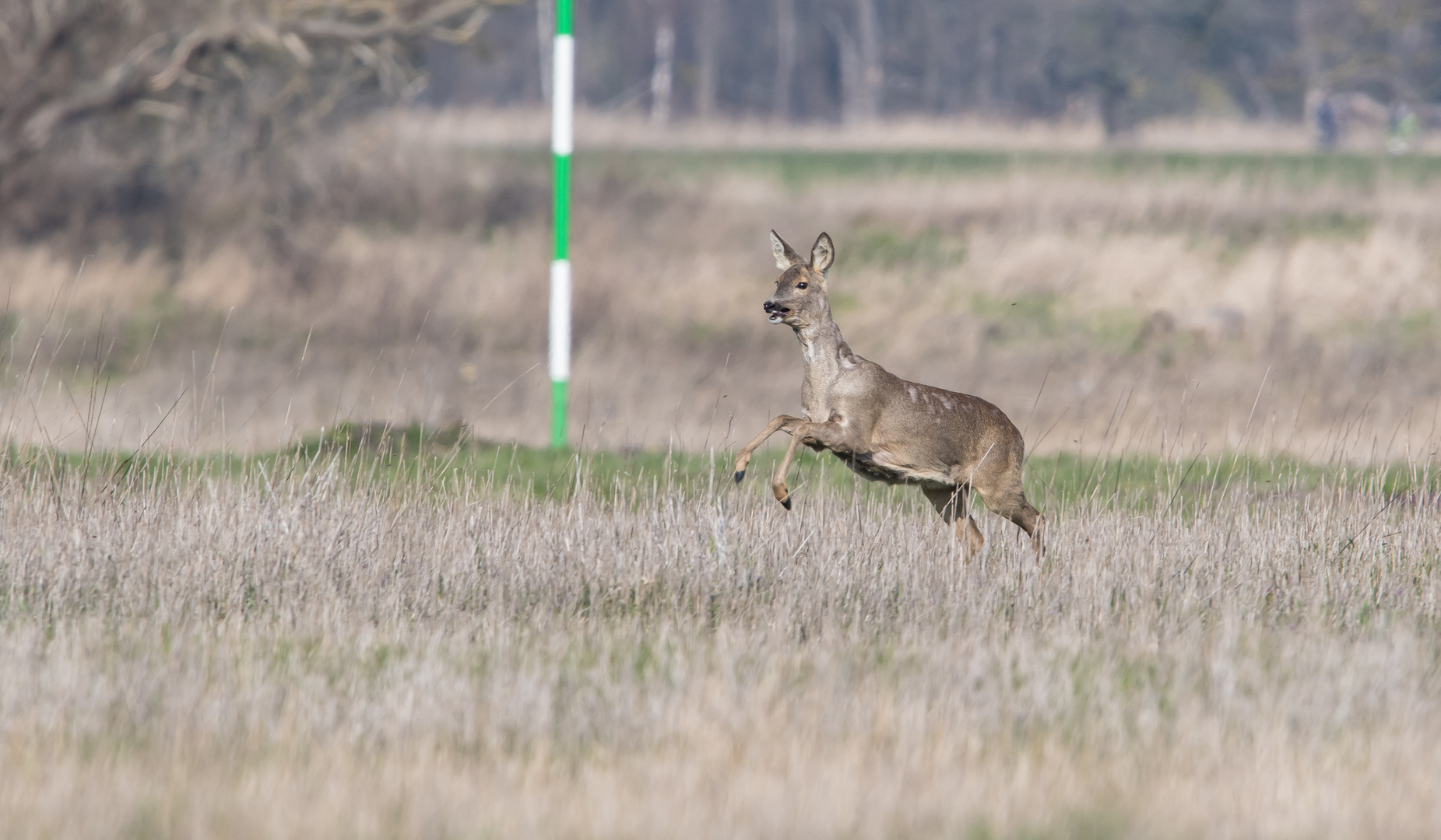 Rehe im März