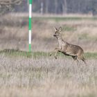 Rehe im März