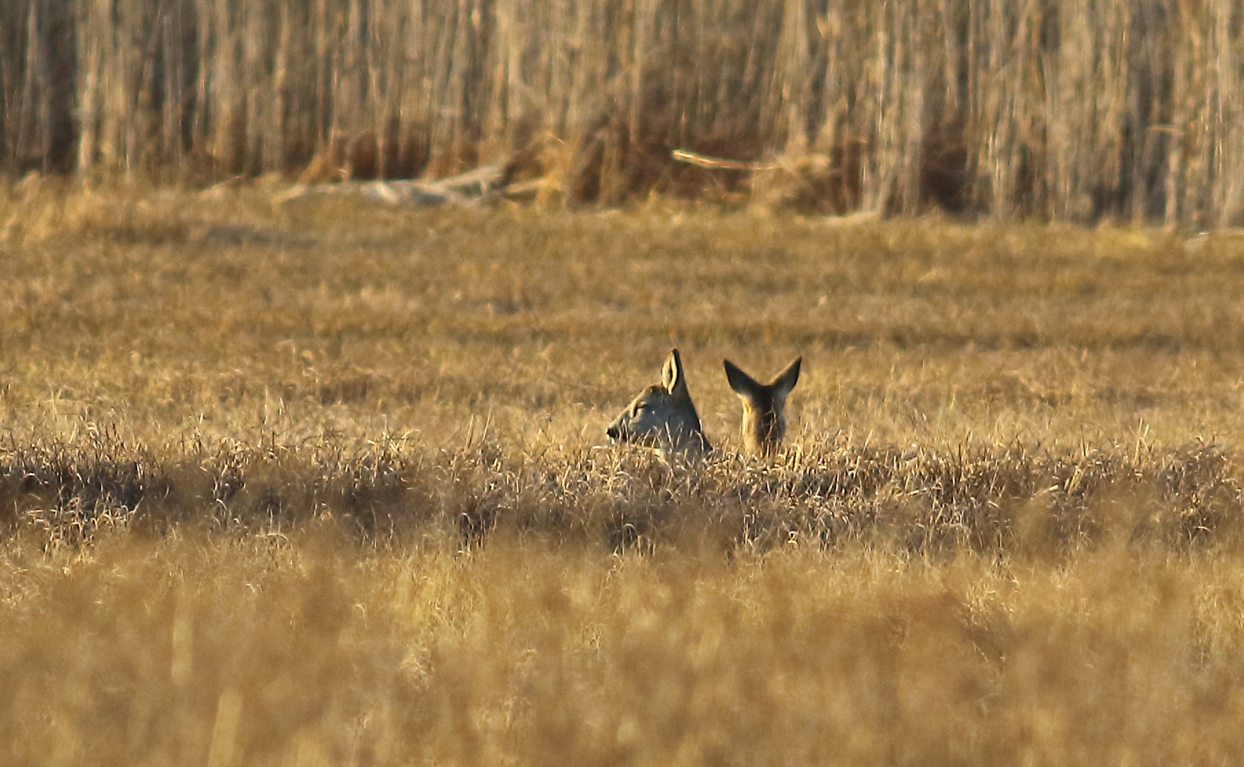 Rehe im Moor