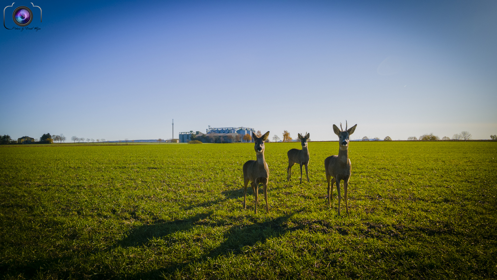 Rehe im morgendlichen Sonnenschein