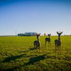 Rehe im morgendlichen Sonnenschein