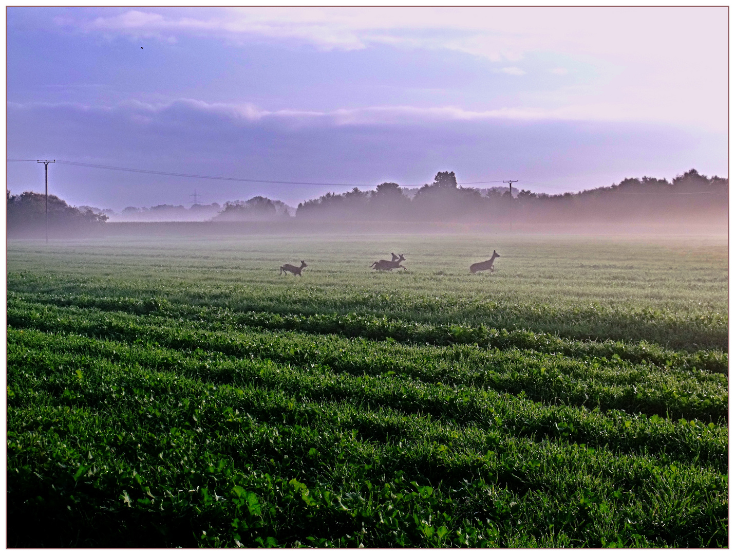 Rehe im Morgendunst