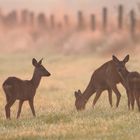 Rehe im Morgendunst