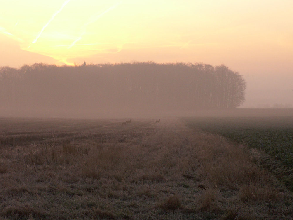 Rehe im Morgendunst, Lotte-Wersen am 15.03.2007