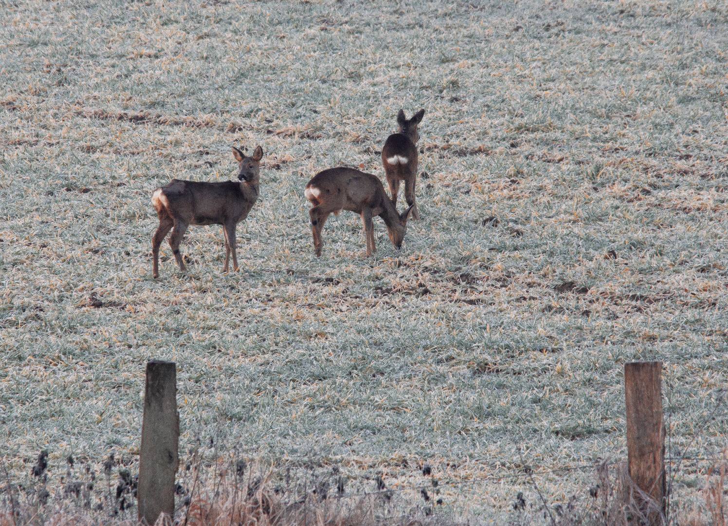 Rehe im Morgenfrost