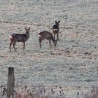 Rehe im Morgenfrost