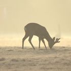 Rehe im Morgengrauen