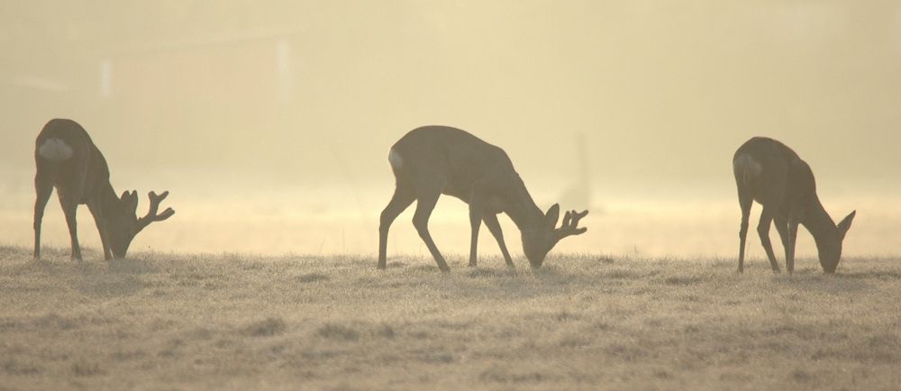 Rehe im Morgengrauen