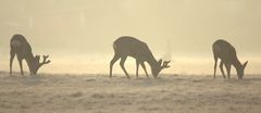 Rehe im Morgengrauen