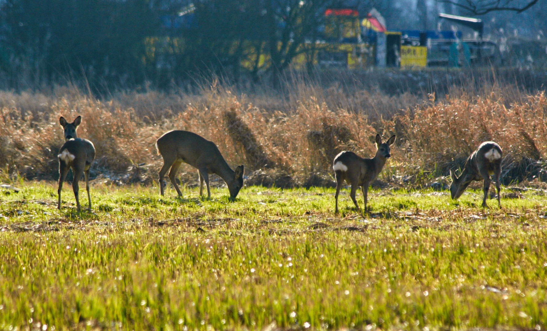 Rehe im Morgenlicht