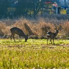 Rehe im Morgenlicht