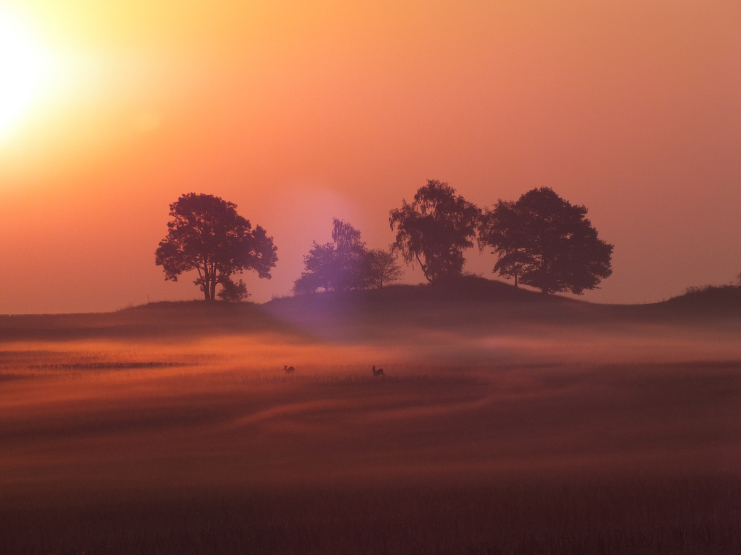 Rehe im Morgenlicht