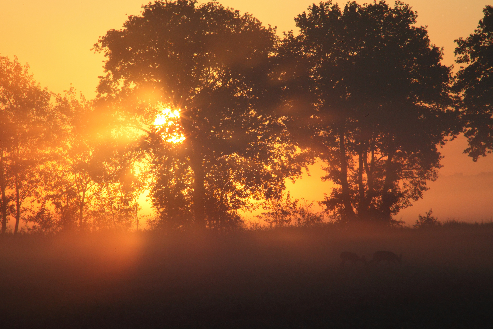 Rehe im Morgennebel